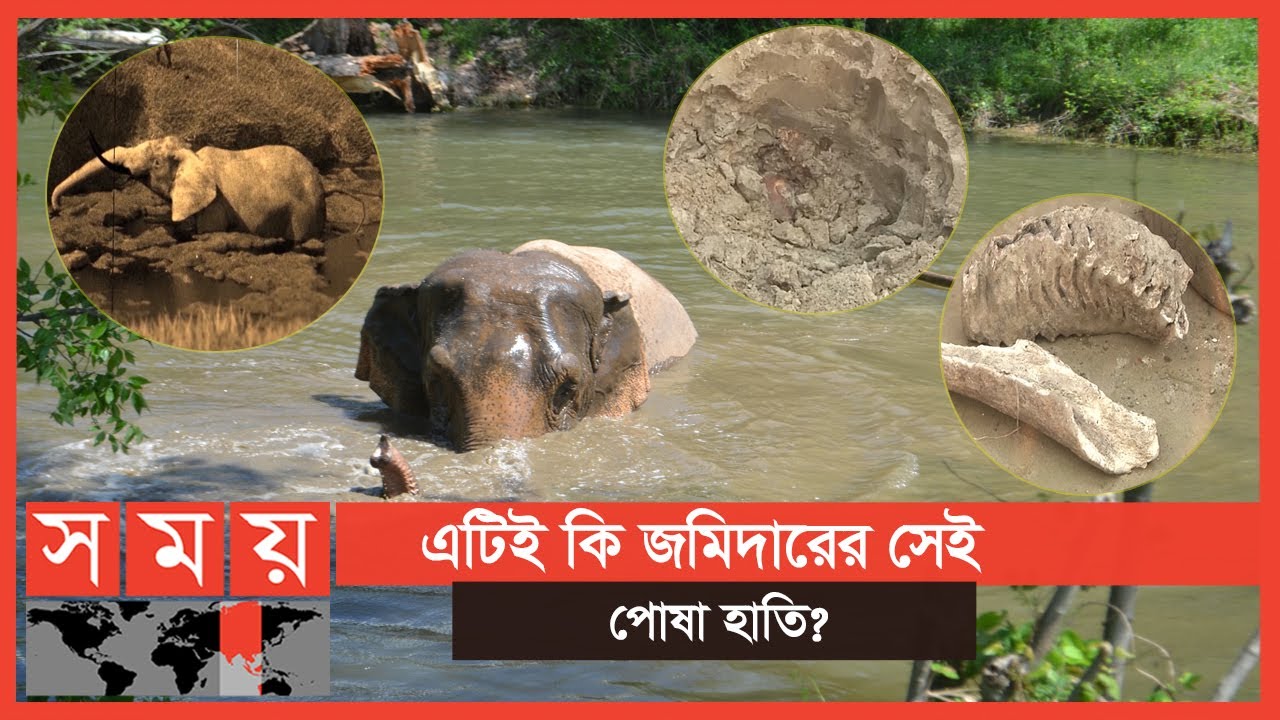 Exclusive: হারিয়ে যাওয়া হাতি ফিরে এলো ৮০ বছর পর! | Elephant | Somoy TV