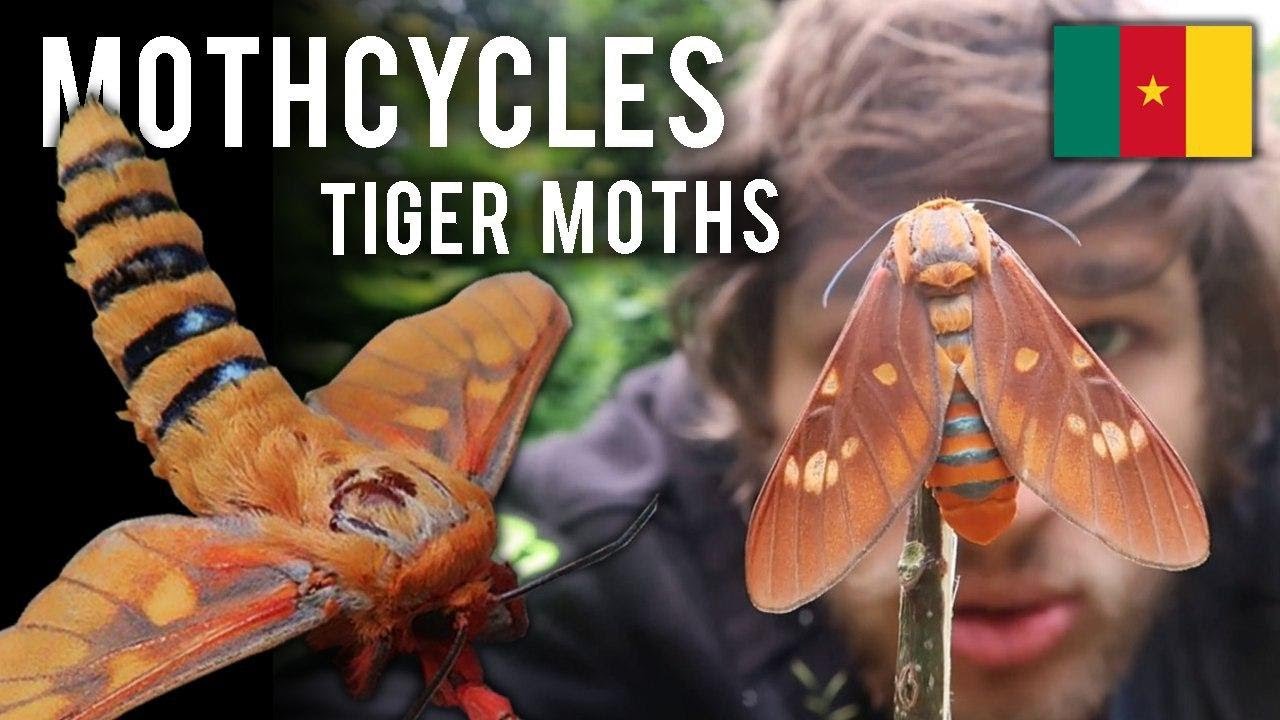 Moths  & Conservation: Tiger Moths from Cameroon, Africa - Balacra caeruleifascia - Mothcycles 5