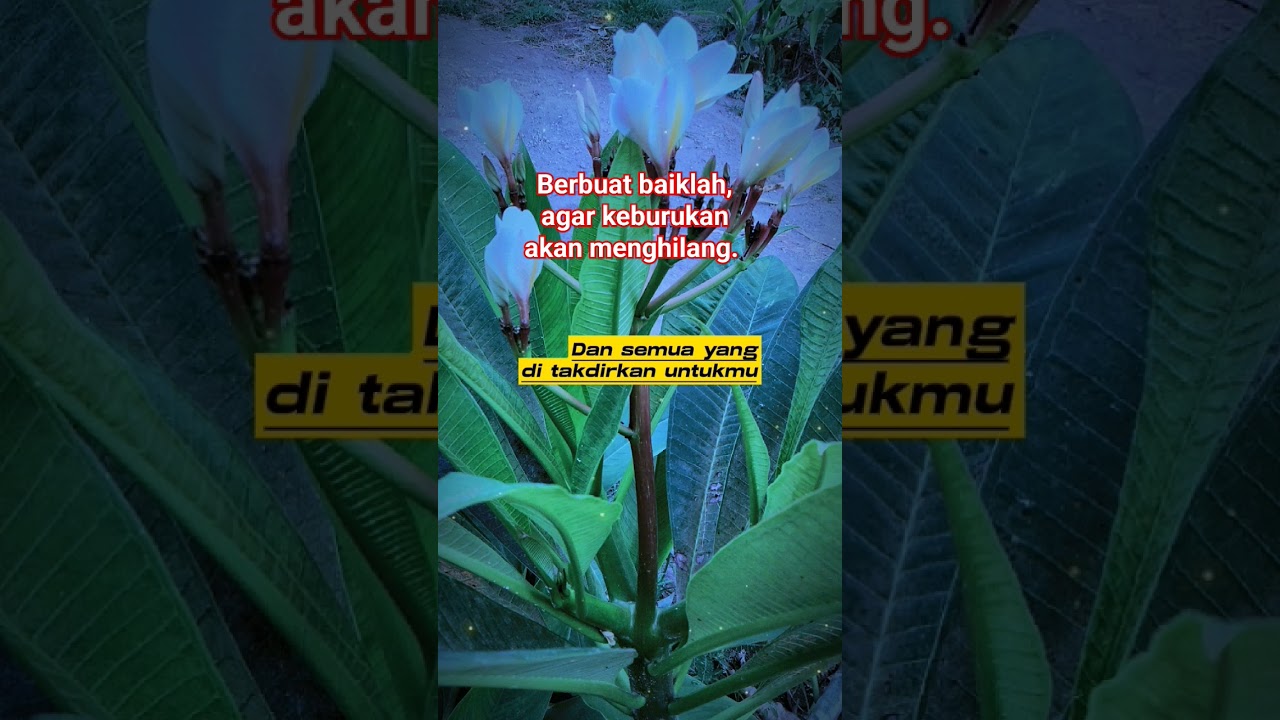 buatlah kebaikan agar keburukan menghilang#me #quotes #katakatabijak #sad #love #selfimprovement