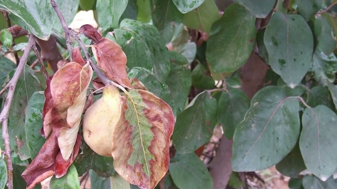 AGRO PREPORUKA - Za&scaron;tita dunje