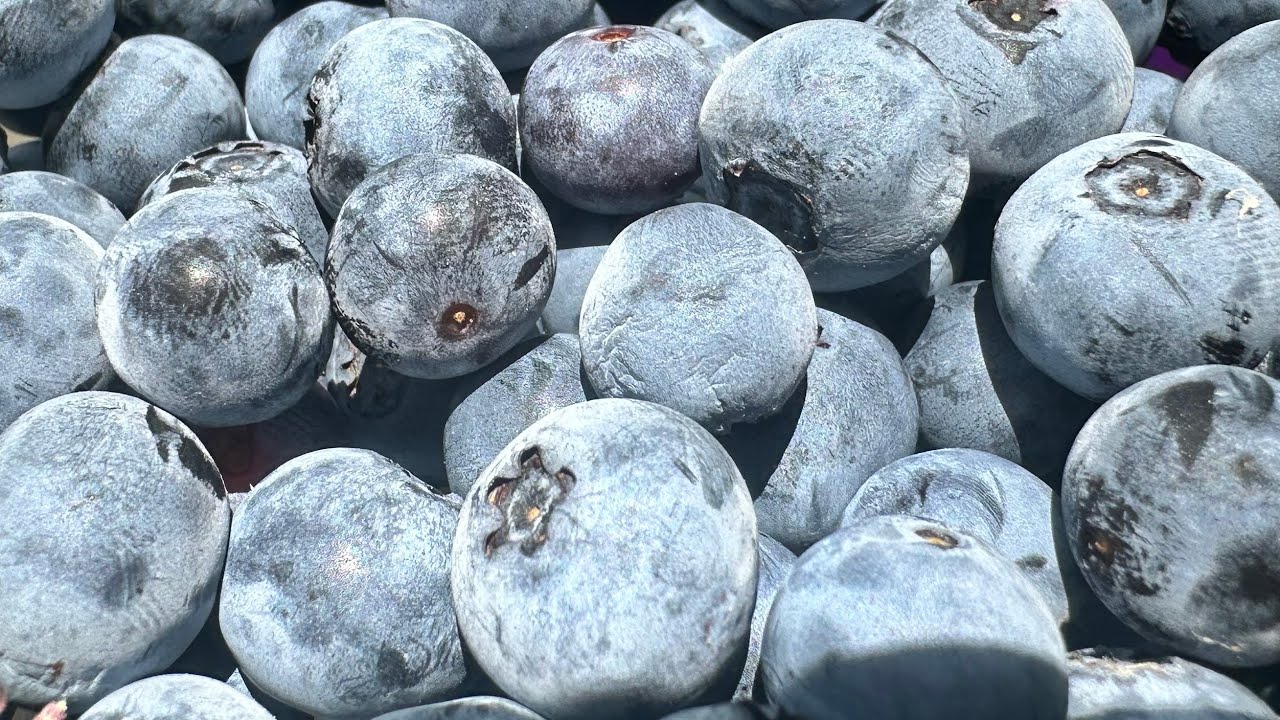 Blueberry Harvest - Climax Tifblue Premiere Austin Brightwell and Powderblue 06/27/25