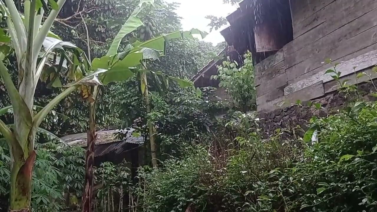 The sound of rain as a lullaby, the atmosphere of rain in rural Indonesia #2
