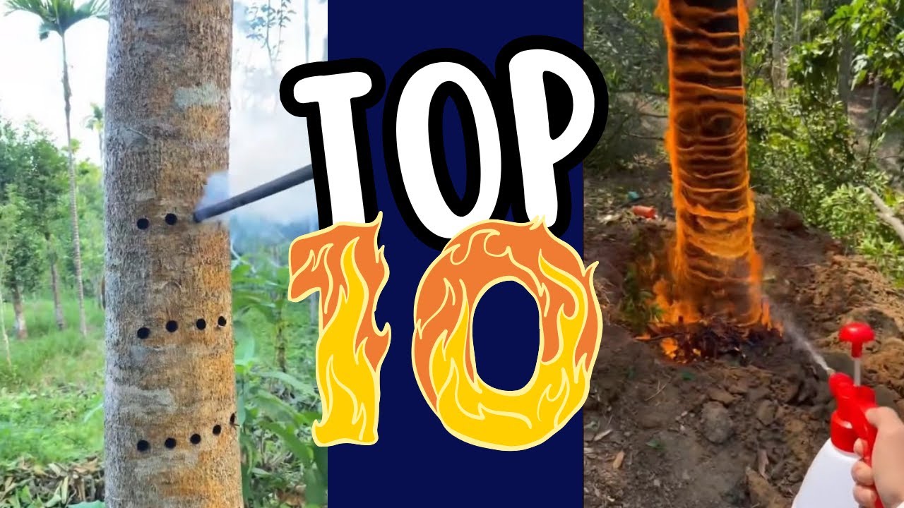 AS 10 MADEIRAS MAIS RARAS E CARAS DO MUNDO