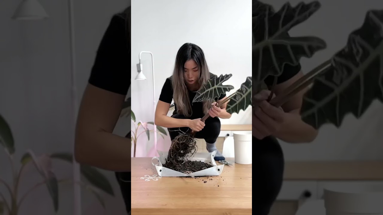 My $1000 &ldquo;WOMB&rdquo; Plant #shorts #plants #houseplants #indoorplants #troll #alocasia #rareplants #unbox