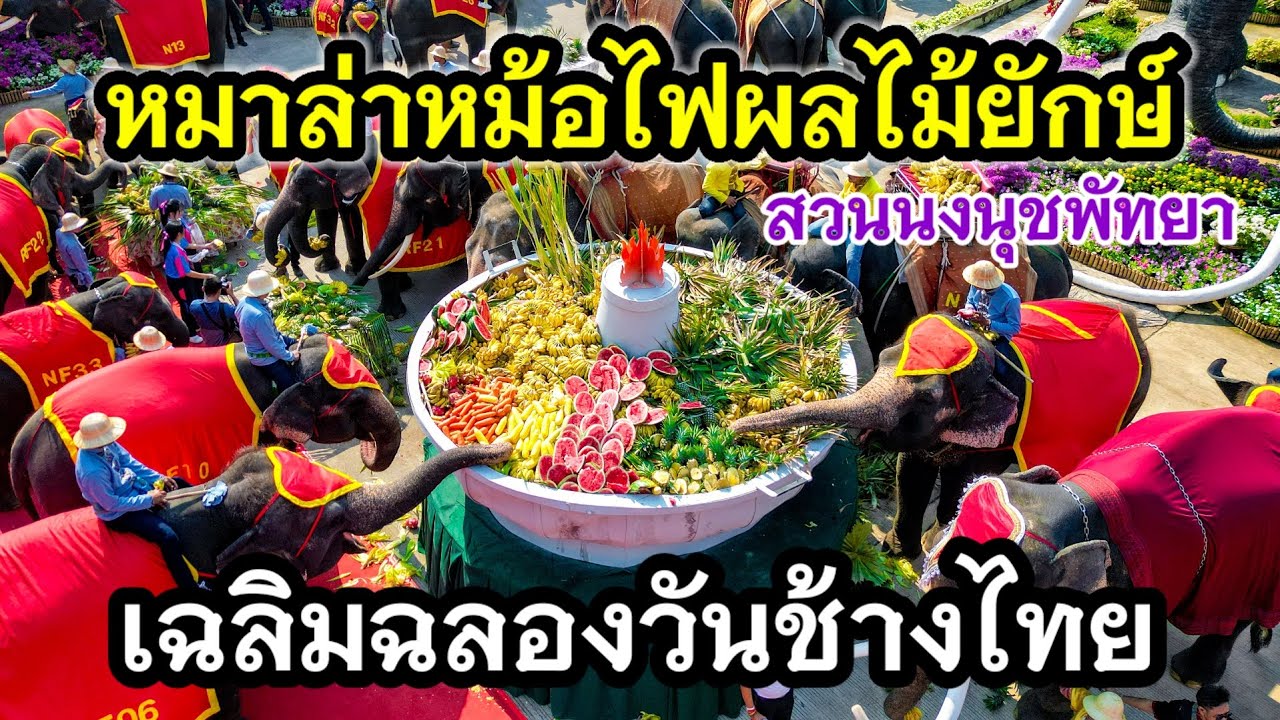หมาล่าหม้อไฟผลไม้ยักษ์ เฉลิมฉลองวันช้างไทย