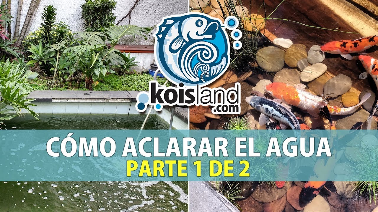 COMO ELIMINAR LAS ALGAS EN MI ESTANQUE - PROBLEMA DE AGUA VERDE - KOISLAND PARTE 1 de 2