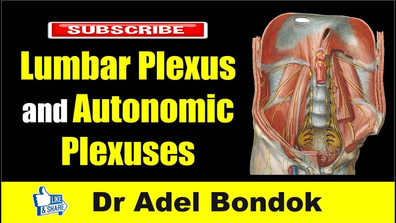 Lumbar Plexus and Autonomic Plexuses, Dr Adel Bondok