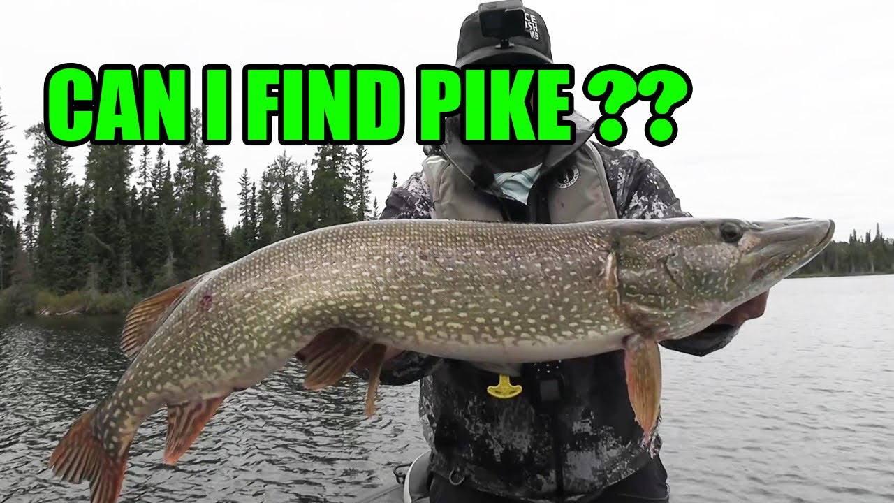 Pike Fishing in the North! | Which lures and when?