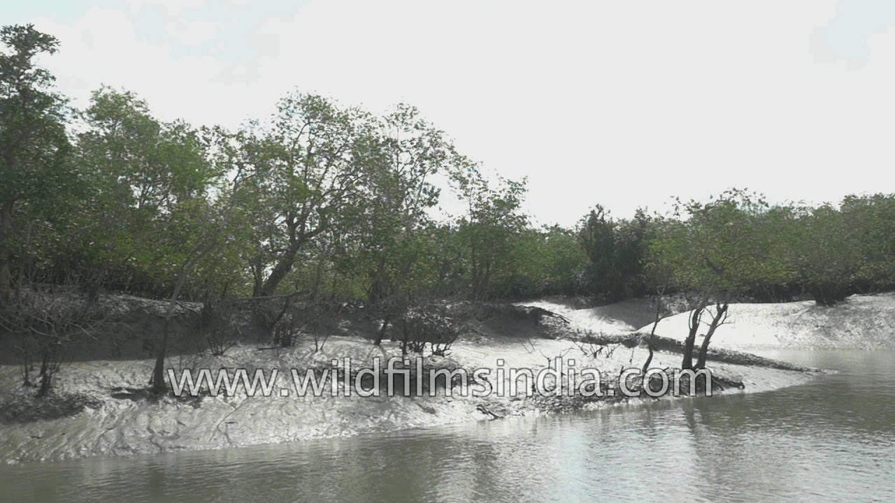 Mangroves and estuaries at Sajnakhali wildlife sanctuary in Sundarbans delta, South 24 Parganas