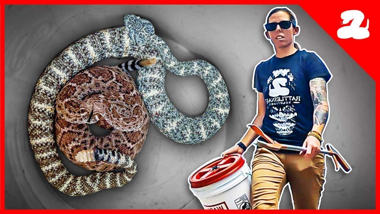 Multiple Rattlesnakes Found Behind an AC Unit