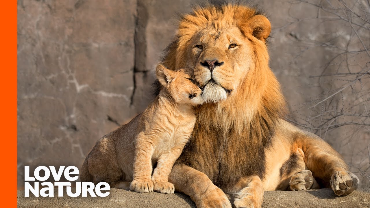 Lion Cubs Are Introduced To Their Father | Predator Perspective | Love Nature