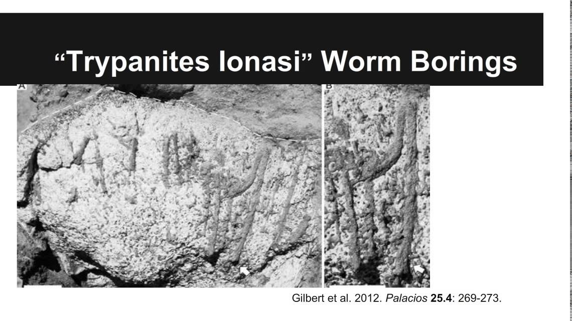GEOL204: The Fossil Record 