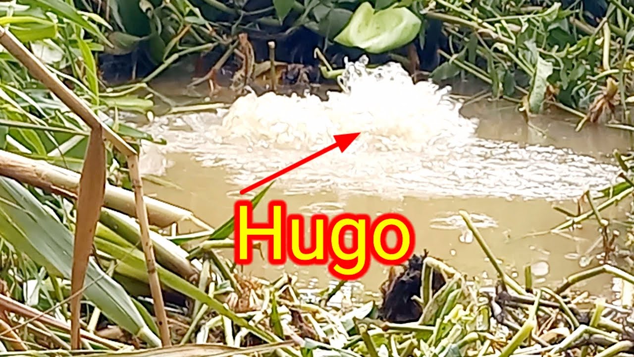 câu cá điểm nầy đụng phải ổ cá toàn hàng khủng không kéo cần run tay