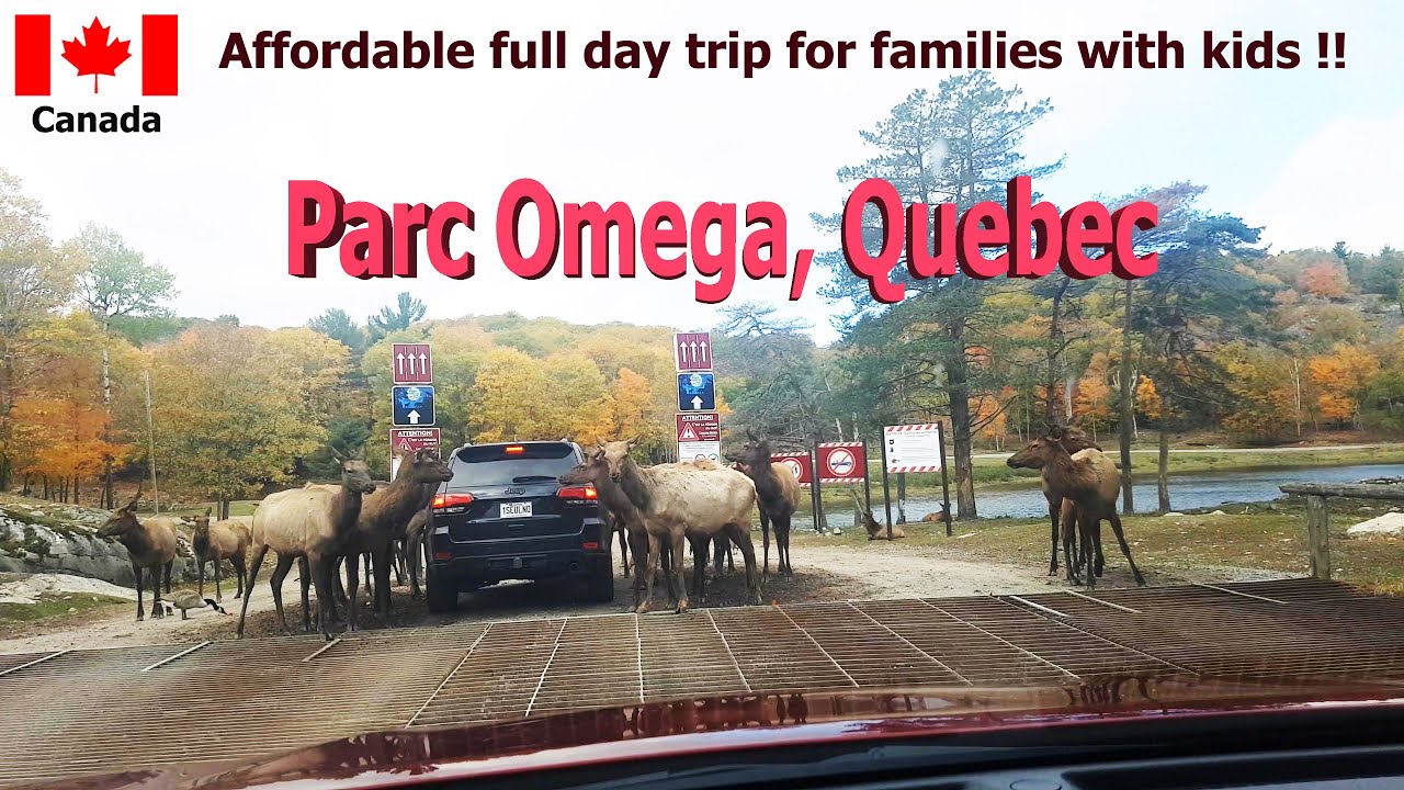Parc Omega: An Unforgettable Wildlife Safari Experience in Quebec Canada #animals