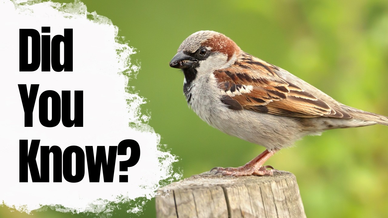 Most People Don't Know These 8 HOUSE SPARROW Facts