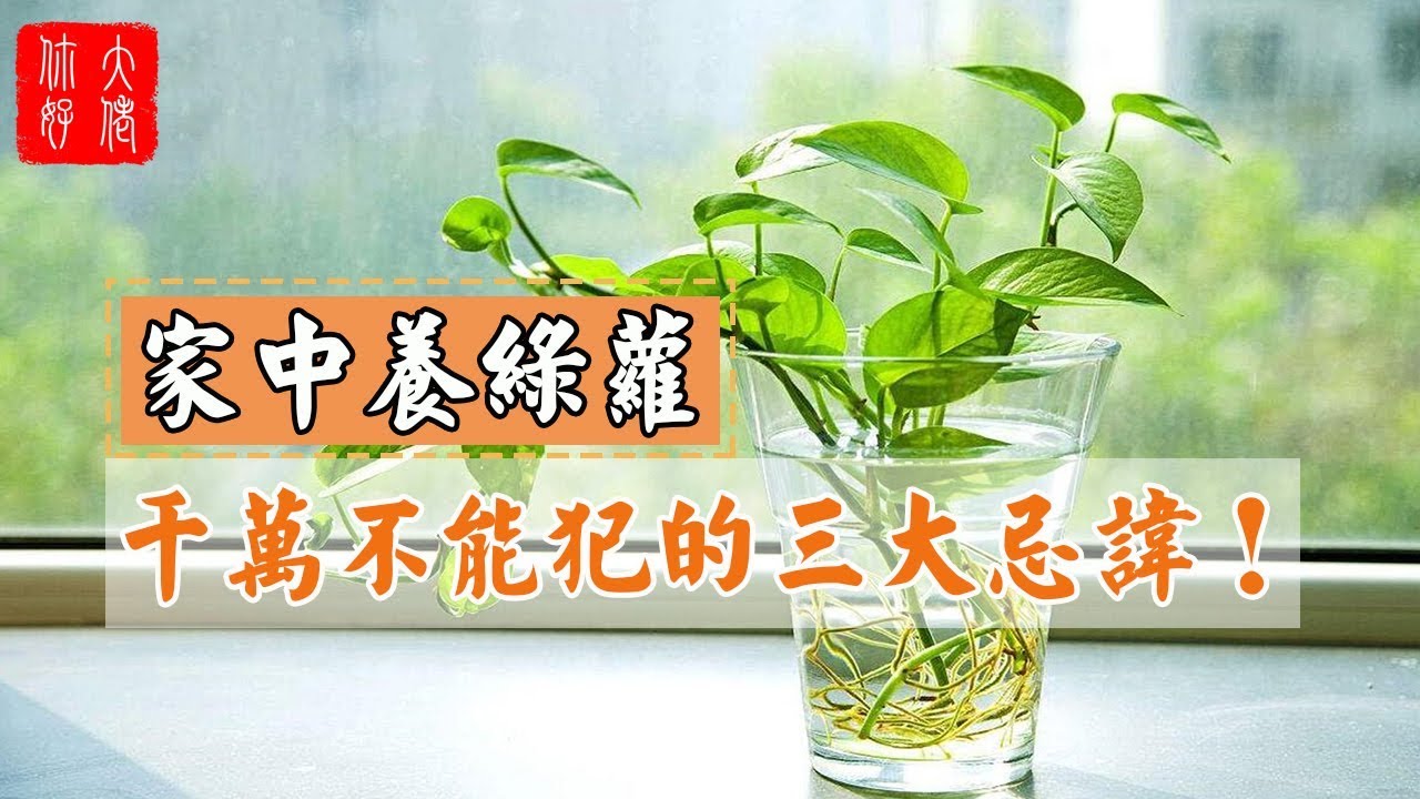 【植物風水】家中養綠蘿千萬不能犯的三大忌諱！很多人都錯了！