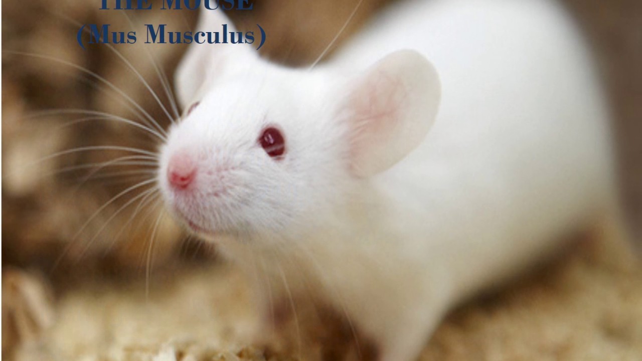 Laboratory animal types