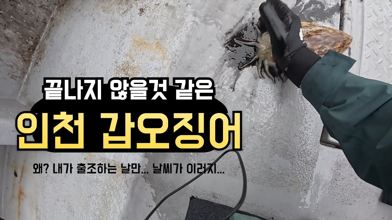 끝나지 않을 것만 같은 인천 갑오징어