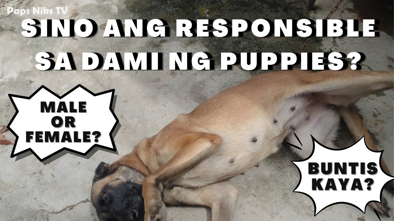 Vlog 118: BEST AGE TO BREED YOUR DOG | #papsnikstv