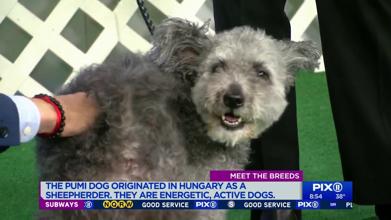 Meet the Breeds