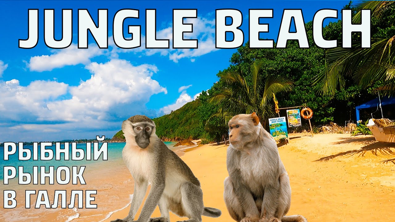 JUNGLE BEACH ШРИ-ЛАНКА 2022. Рыбный рынок в ГАЛЛЕ. ЦЕНЫ НА ПРОДУКТЫ. #ШРИЛАНКА