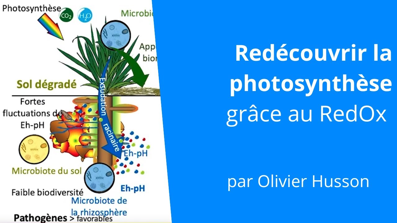 La photosynthèse : la centrale énergétique indispensable pour la 