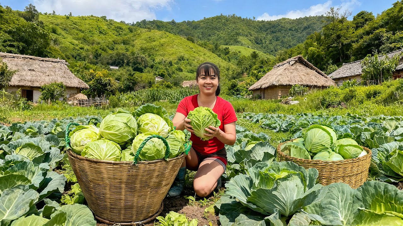 TIMELAPSE -- Harvest 1000+ Giant Cabbage, Go to Market Sell & Ancient Recipe Cook Meat Cabbage Rolls