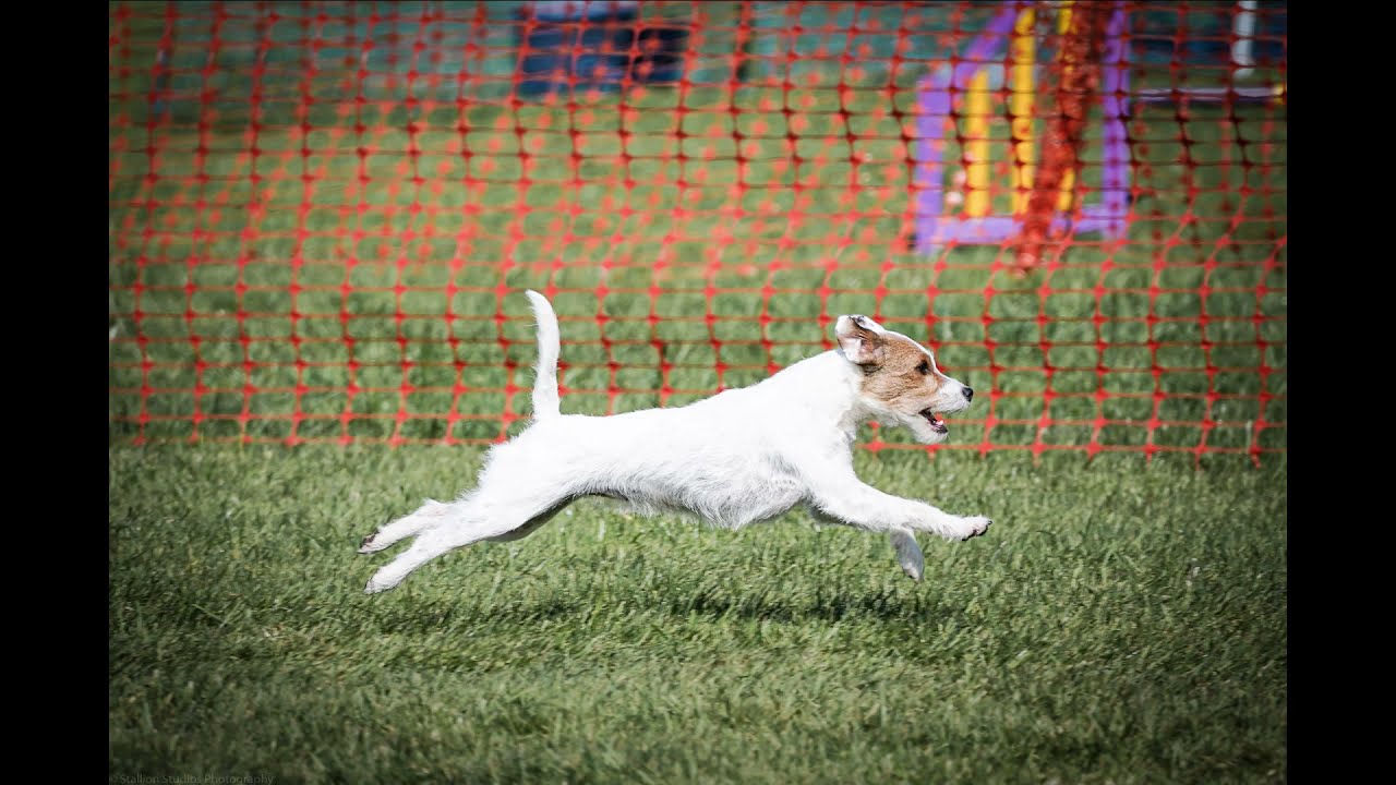 Parson russell terrier Darla winning a jumping class on Kelluki agility