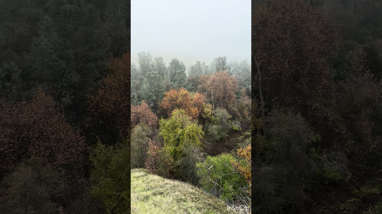 Been experiencing a lot of nature with my beats 