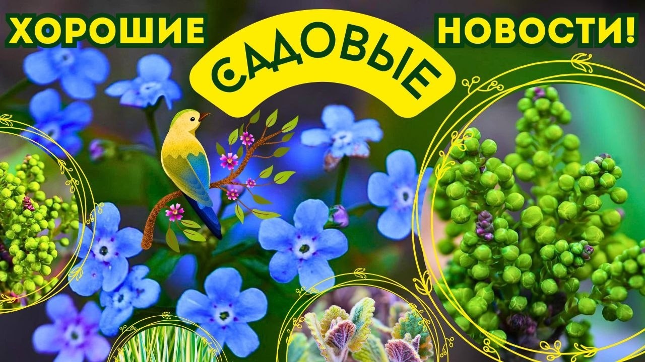 С чего состоят мои цветники? Обзор сортов, выращивание и уход. Красота садовых растений в апреле.