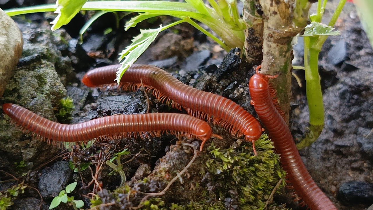 The Amazing Adaptation of Millipede Colonies: More Than Just Legs 