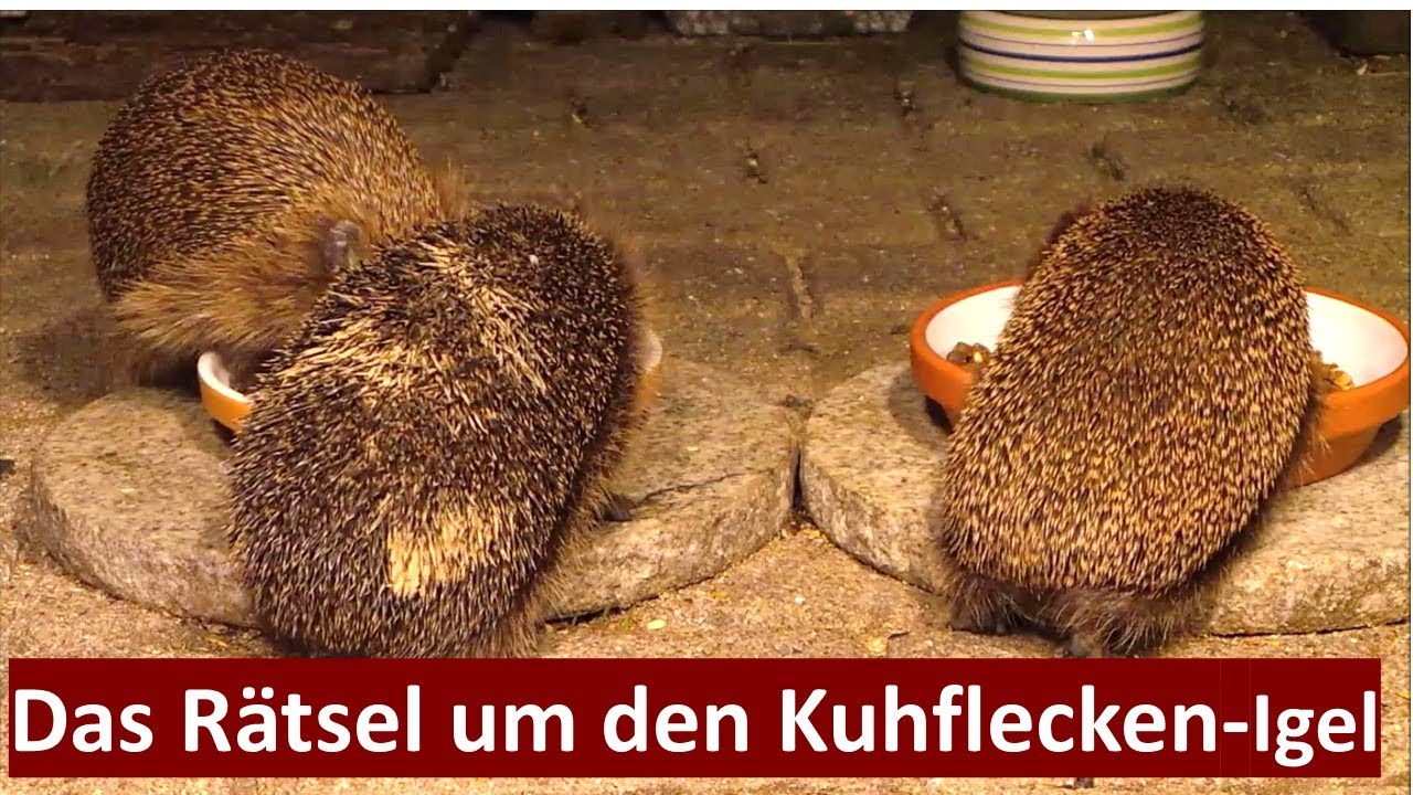 Das Geheimnis um Anna und den Kuhflecken-Igel (05.09 - 04.10.2023), Nr. 156