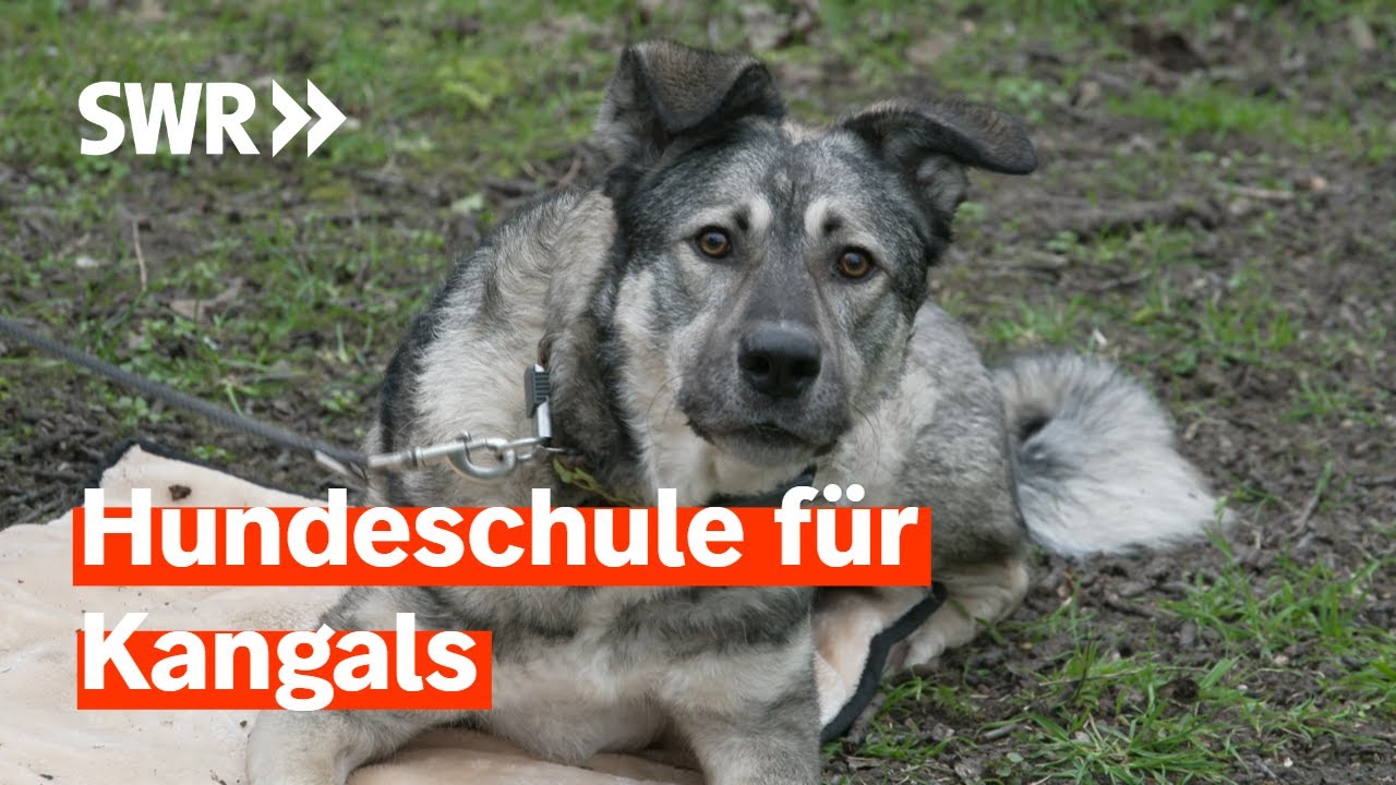 Modehund Kangal - viele Tierheime fordern Verbot | Zur Sache! Rheinland-Pfalz