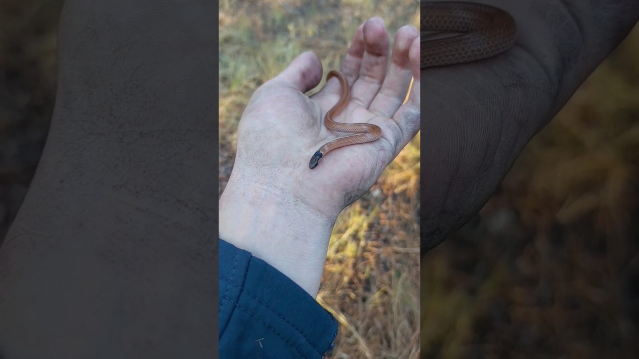 Flipped this little snake while playing airsoft🙂(Black headed centipede eater) #snake #airsoft