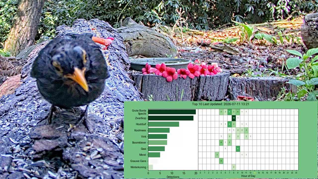 Daily TOP 10 Bird Songs 🐦 BirdNET-Pi Identifications🌳Wildlife & Forest Feeder De Mortel