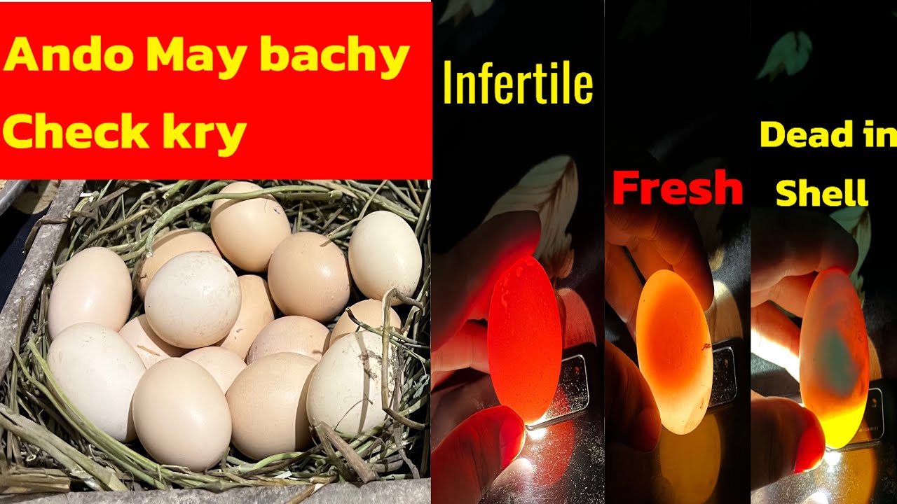 Egg candling .ando may bachay kesy dekhy