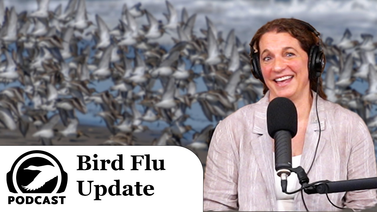 Reassortment and Genetic Change in Bird Flu (Avian Influenza) - Why It Matters | DU Podcast