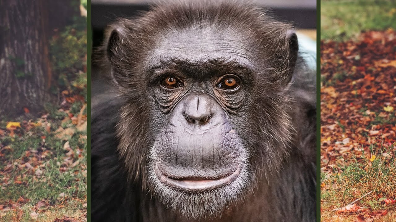 Former Lab Chimp Rosemary's First Chance Outdoors