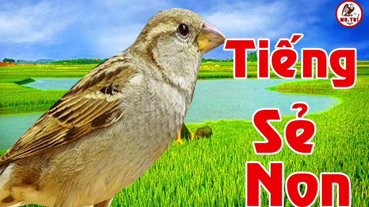 Gửi AE Tiếng Chim Sẻ Non ( Tiếng Xuống) Đánh Loa dktx | kênh bẫy chim sẻ Mr. Trí