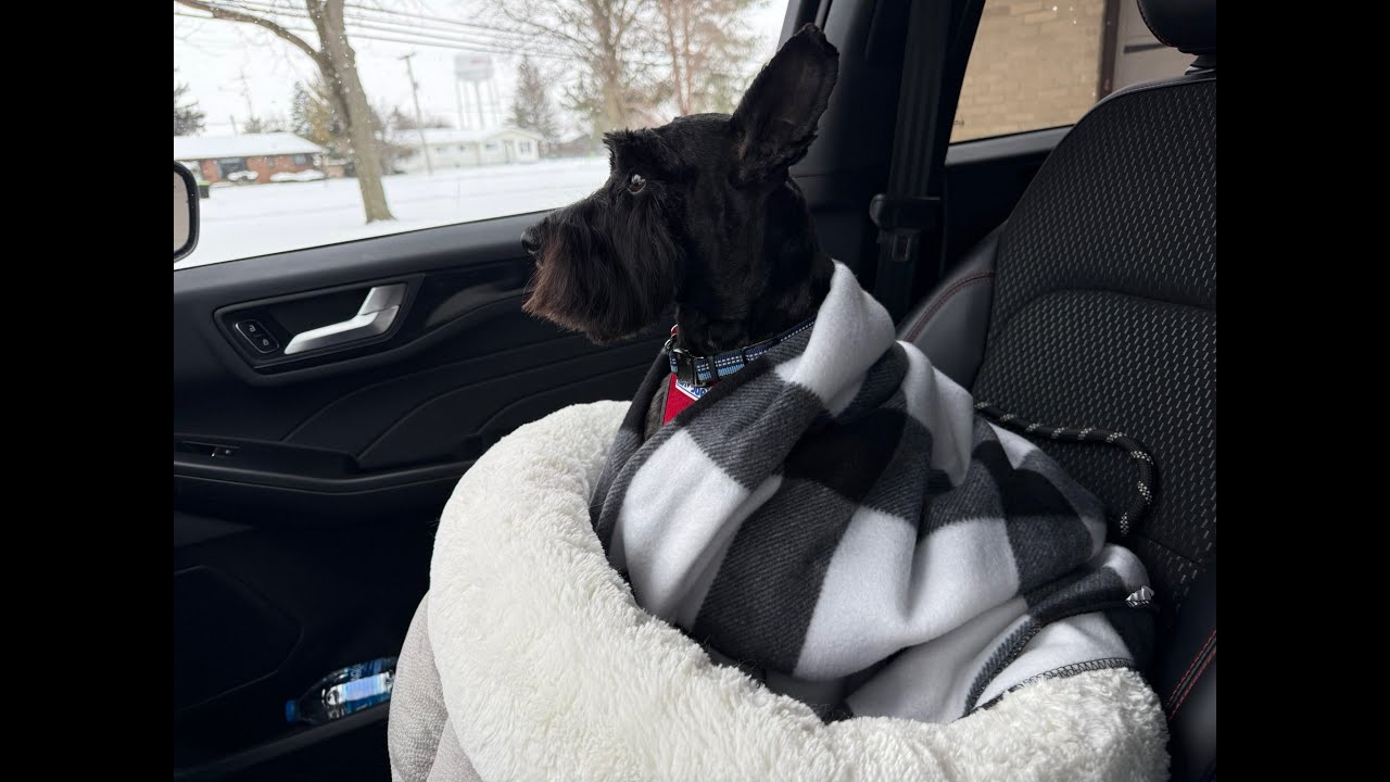 Unexpected News | Life With Schnauzers