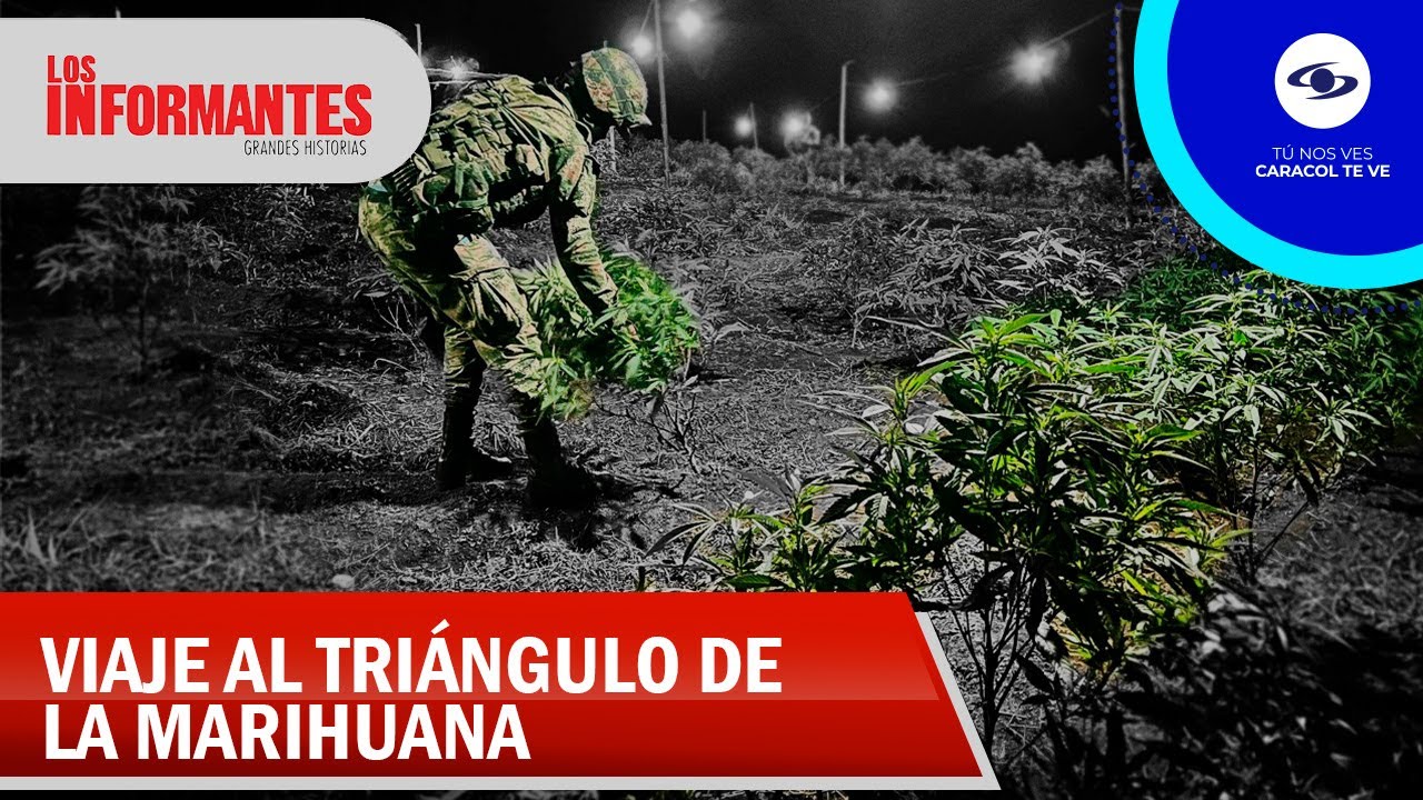 Las luces y las sombras en el llamado tri&aacute;ngulo de la marihuana en el Cauca - Los Informantes