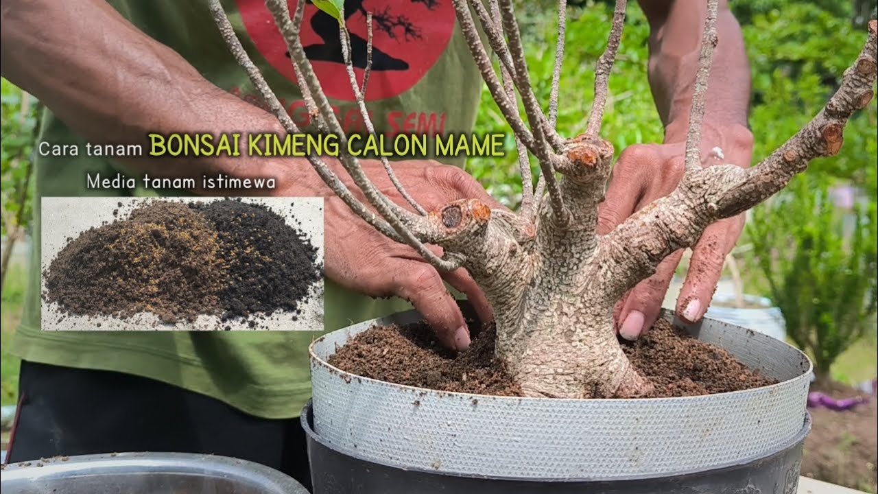 Cara Tanam Bonsai Beringin Kimeng Calon Mame | Media Tanam Bonsai