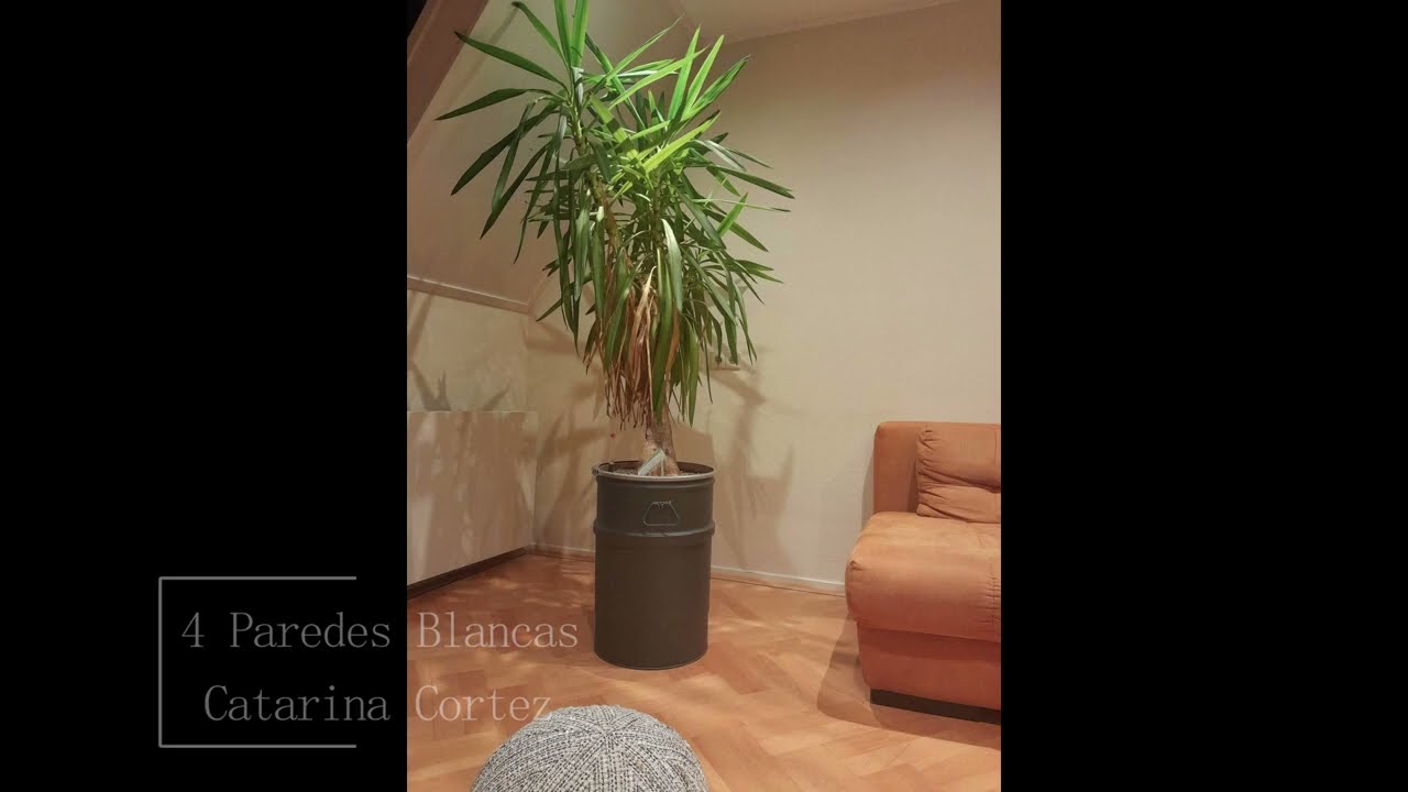 4 Paredes Blancas (original) - Catarina Cortez feat Prod. Bearhugs