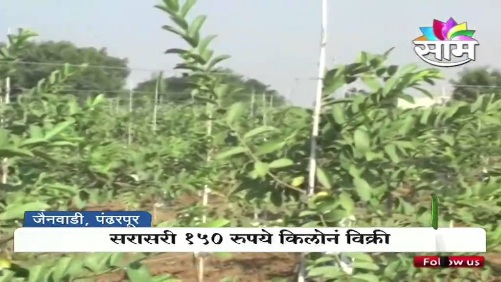 Kiran Danole's guava farming success story