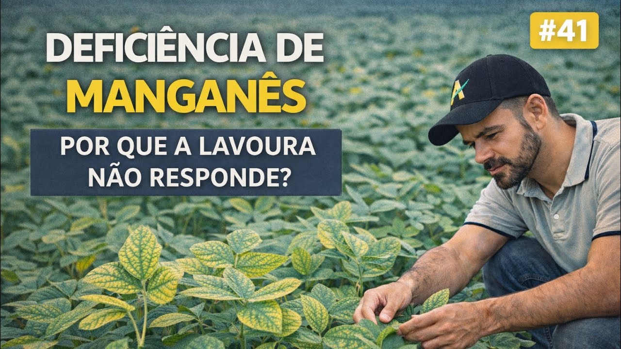 Deficiência de manganês: por que a lavoura não responde? #41# 