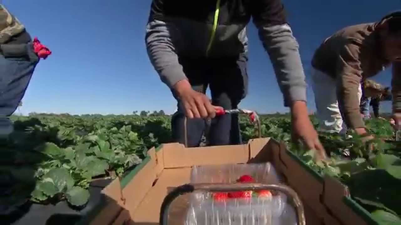 Strawberries - Harvesting