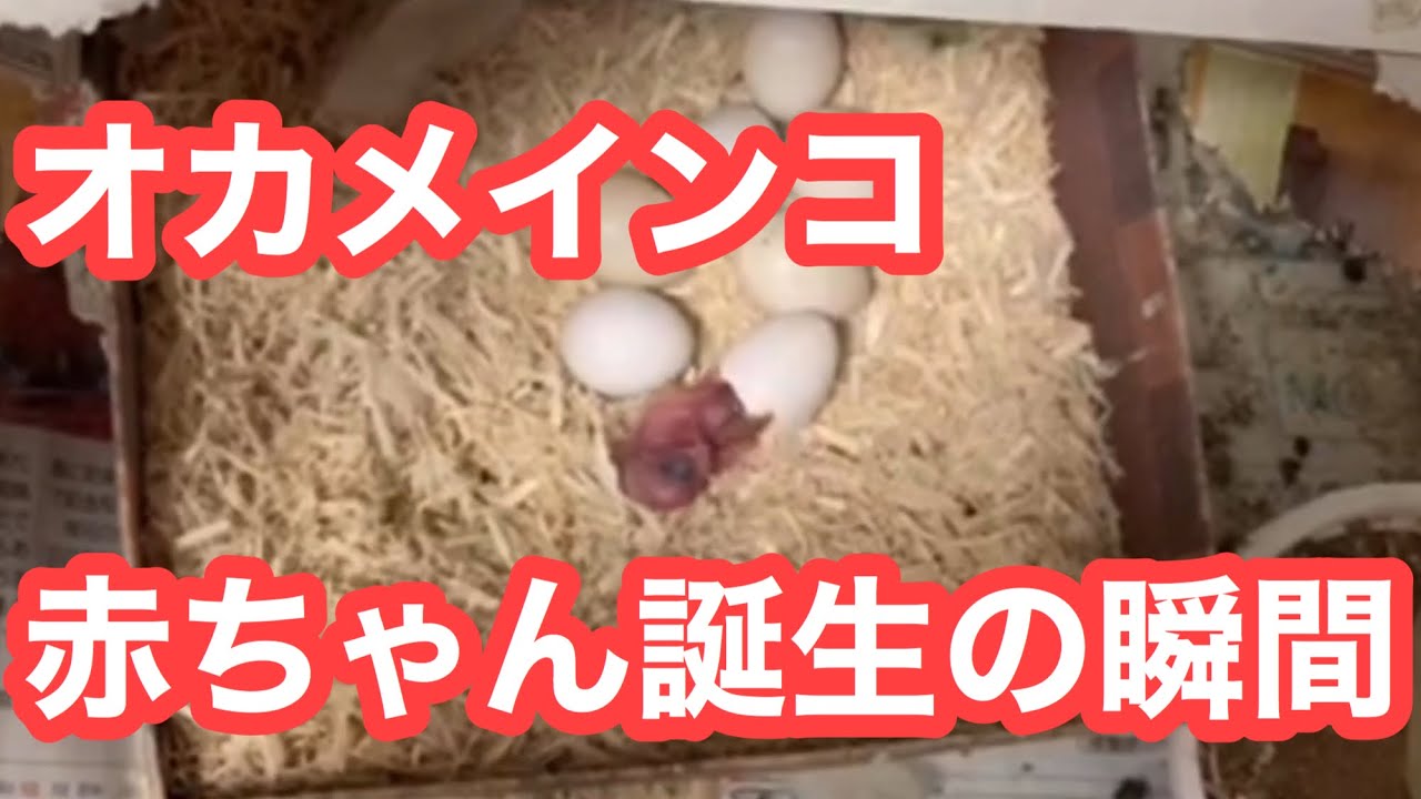 オカメインコ赤ちゃんが生まれる瞬間を捉えた！