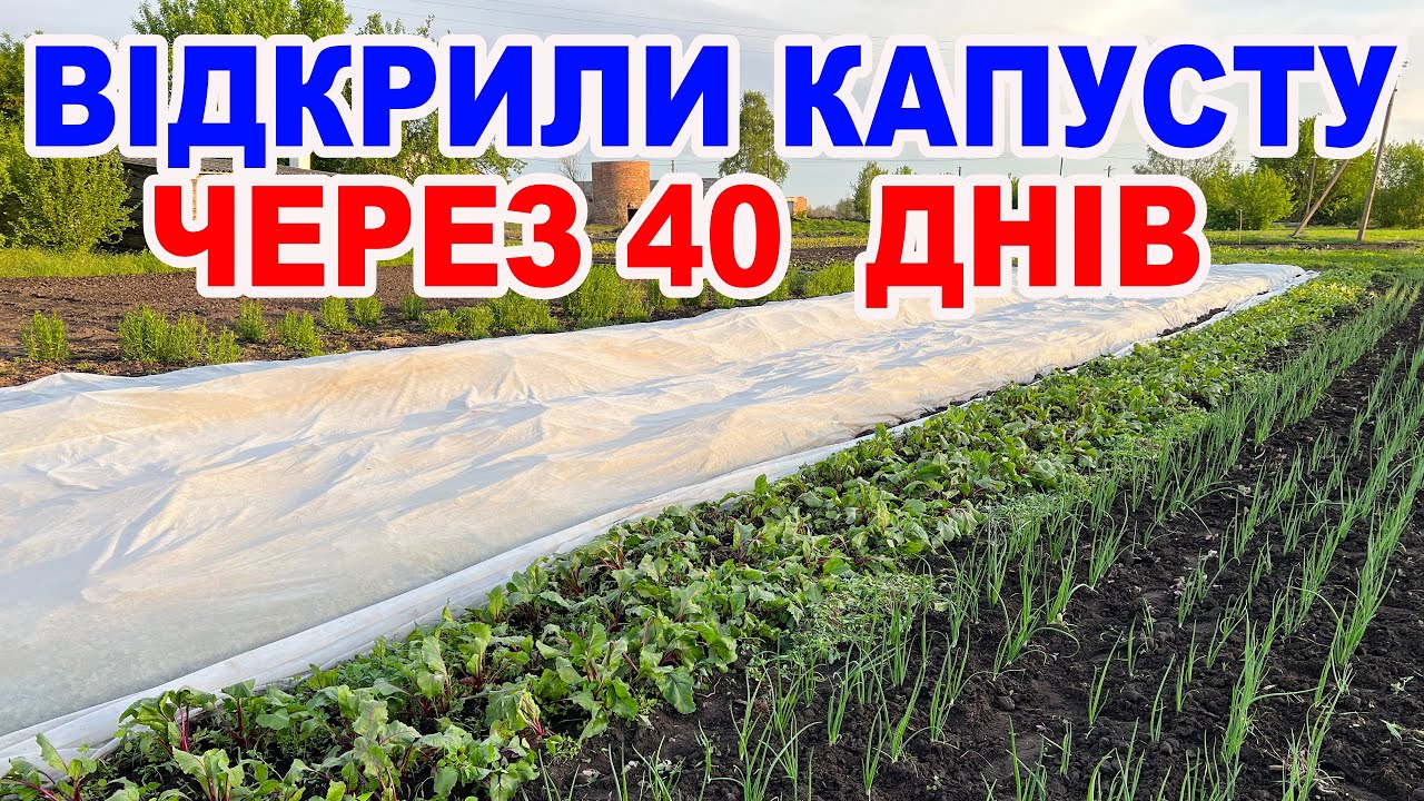 Чи варто вирощувати капусту під агроволокном ? Дивіться самі