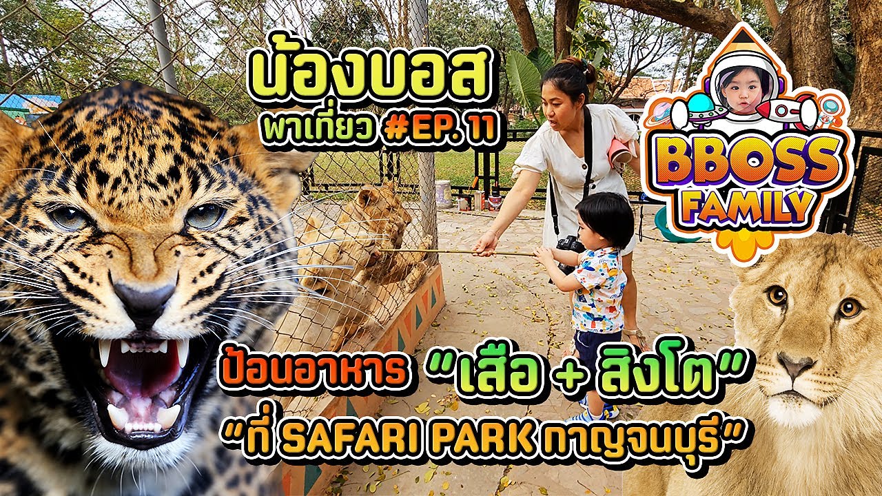 น้องบอส | ให้อาหารสิงโต เสือดาว เสือดำ เสือโคร่งที่ซาฟารีปาร์คกาญจนบุรี