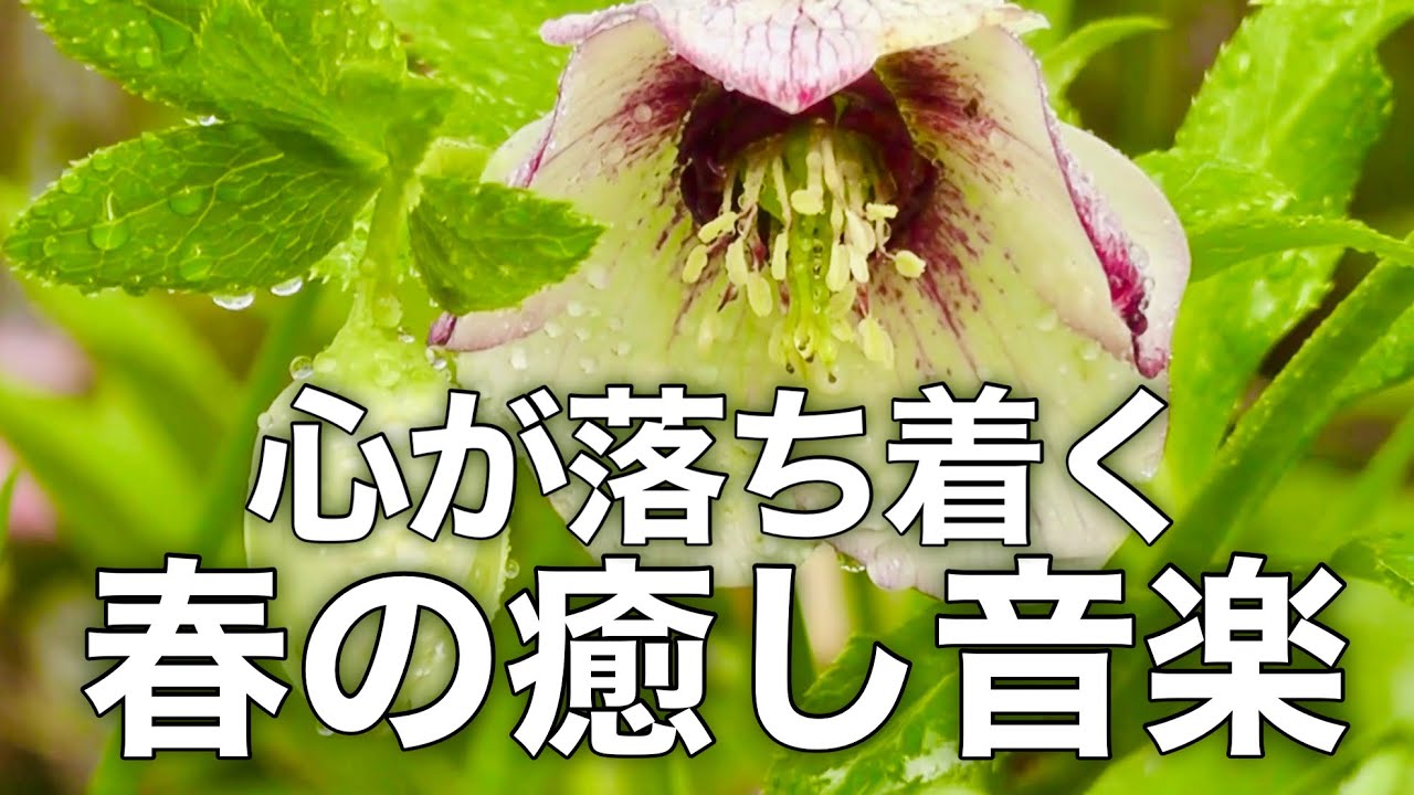 【春の癒しBGM】春を感じて心が落ち着く優しいリラックス音楽、自律神経を整え不安やストレス解消のためのヒーリングミュージック/睡眠用・作業用・勉強用BGM